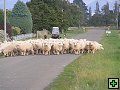 thn_NZ leden-unor 2006 123.jpg